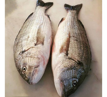 خواص ماهی صبیتی جنوب کلیک کنید (کد146)